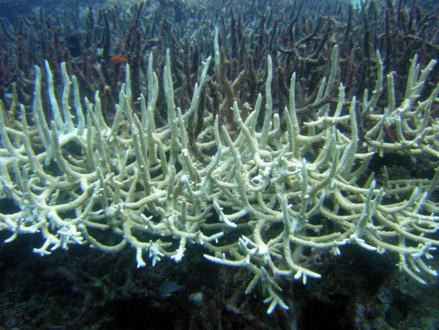 Австралия надеется спасти Большой Барьерный Риф