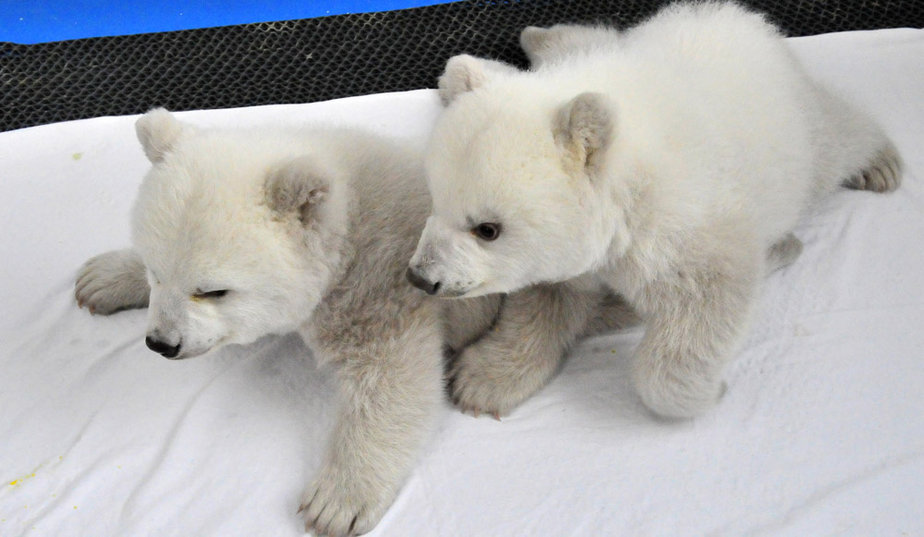 В Новый Год китайцы будут созерцать полярных медвежат
