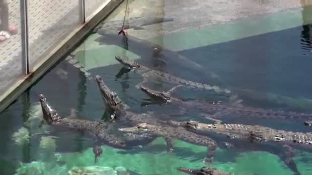 Фантастические прыжки крокодилов (видео)