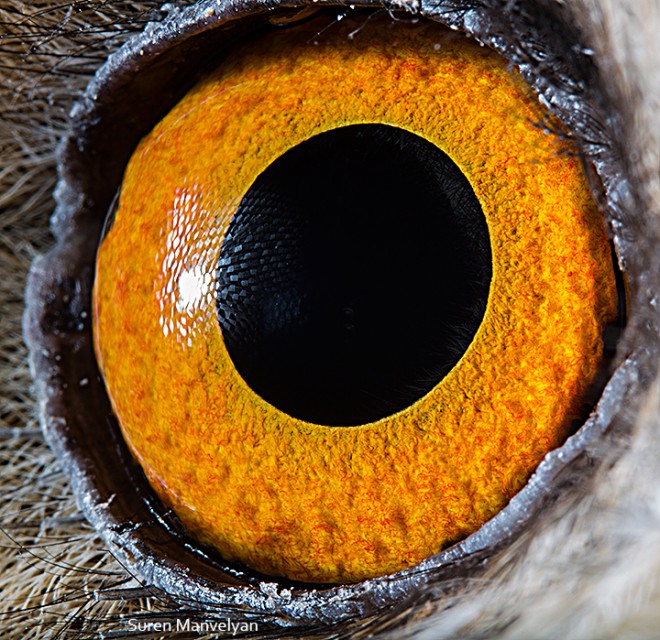 Глаз животного в зуме (фотогалерея)