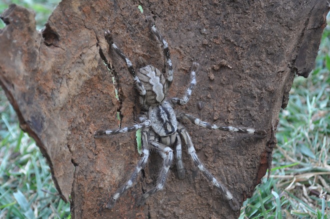 На Шри Ланке обнаружен тарантул-монстр