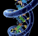 Четыре новые искусственные буквы в алфавите ДНК
