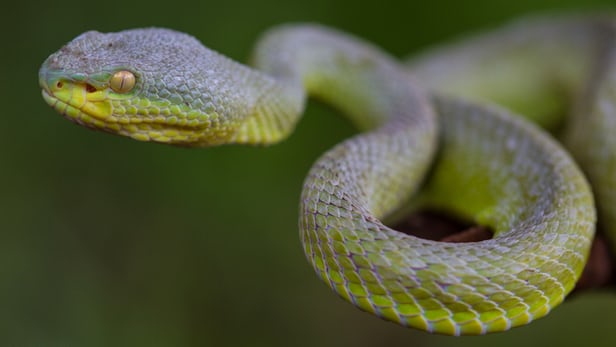 Змеи и пектин помогут в протезировании