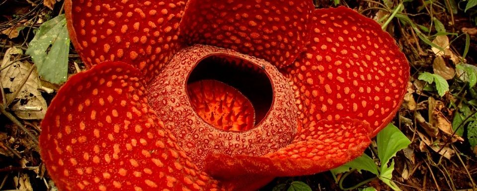 Самый большой в мире цветок-паразит