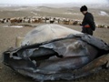 Сообщение об объектах, упавших на землю в Монголии