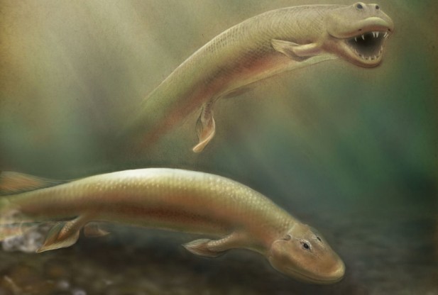 Новое ископаемое рыбы свидетельствует о том, что плавники могли служить в качестве задних конечностей