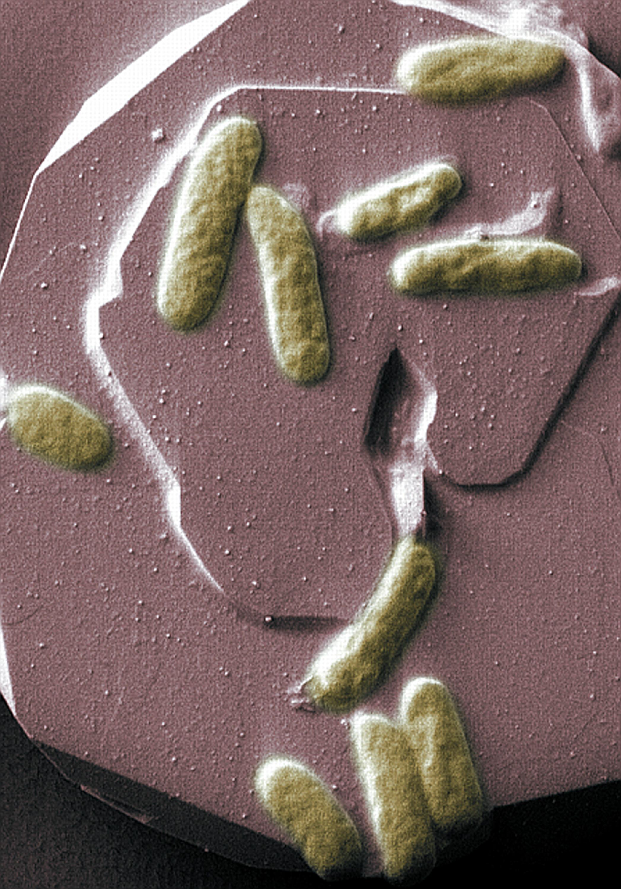 Бактерии помогут в создании био-батарей