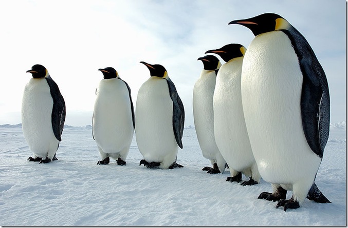Стало ясно, почему пингвины не летают