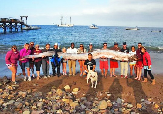 В Калифорнии выловили 6-метрового морского змея