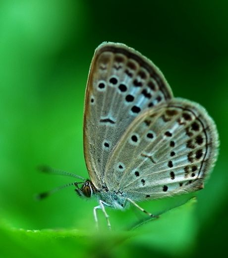 Японцы обнаружили бабочек-мутантов вблизи Фукусимы