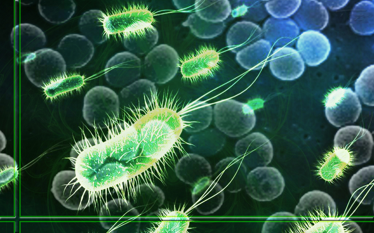 Появились бактерии нечувствительные к антибиотикам