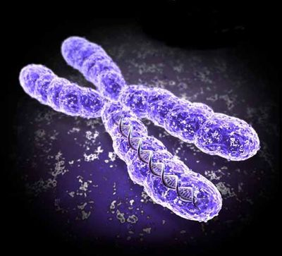 Генная терапия с применением искусственных хромосом поможет справиться с наследственными заболеваниями