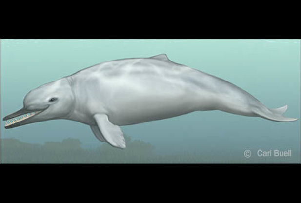 Останки кита нового вида проливают свет на эволюцию эхолокации