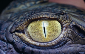 Крокодилы могут спать "отключив" при этом лишь половину мозга
