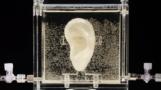Создана копия уха Винсента Ван Гога из ДНК родственников