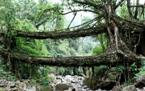 Живые растущие корневые мосты – 100% природная архитектура