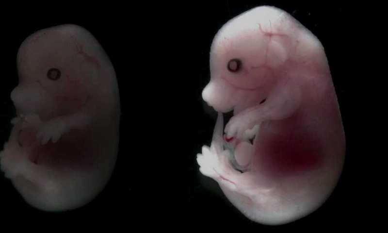Спутник исследует развитие эмбриона в космическом пространстве