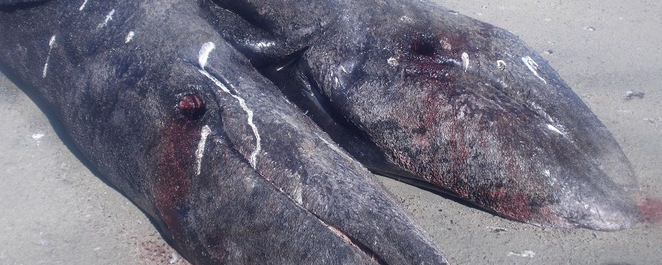 Обнаружены киты сиамские-близнецы