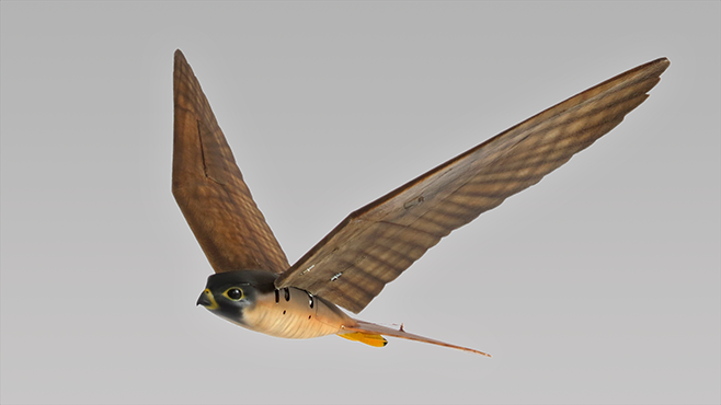 Robird: роботизированные хищные птицы, которые выглядят и летают как настоящие