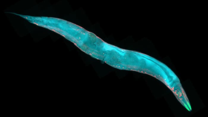 Роботизированный микроскоп рассматривает мозг червя
