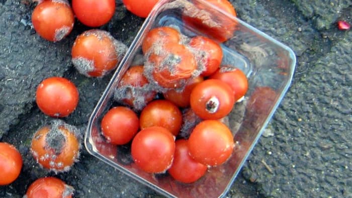 Испорченные помидоры можно использовать в качестве топливного элемента