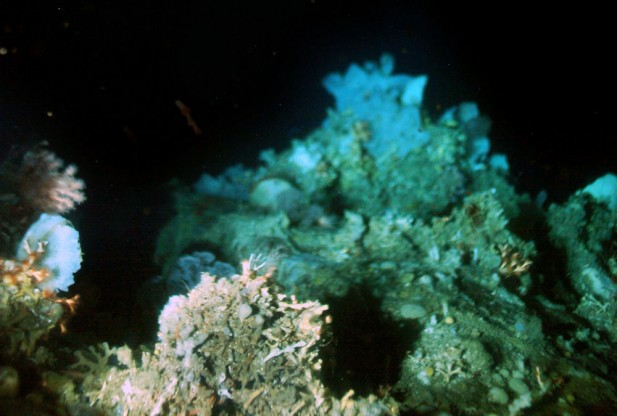 В Гренландии найден первый холодноводный коралловый риф