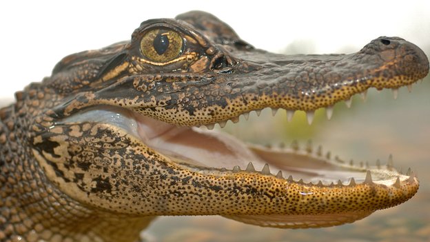 Сверхчувствительные челюсти крокодилов