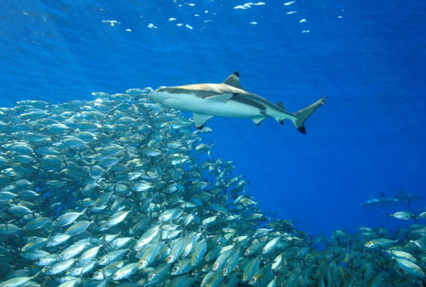 Комбинация чувств помогает акулам охотиться за добычей
