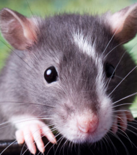 Ученые научились управлять снами мышей