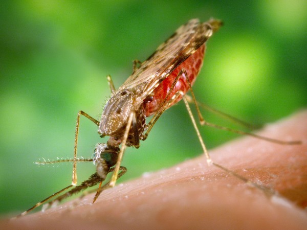 Чтобы победить малярию и денге, предложили прививать комаров