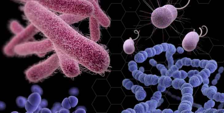 Как рождаются бактерии-мутанты?
