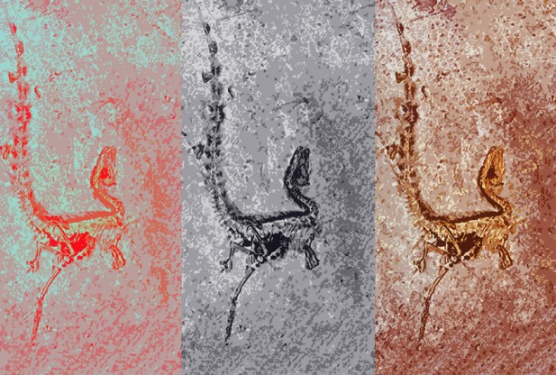 Расшифровка цвета динозавров предполагает связь между цветом и физиологией