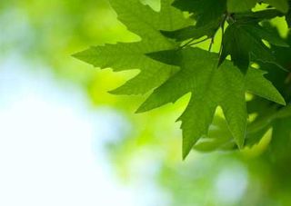 Искусственные листья смогут обеспечить дома электричеством