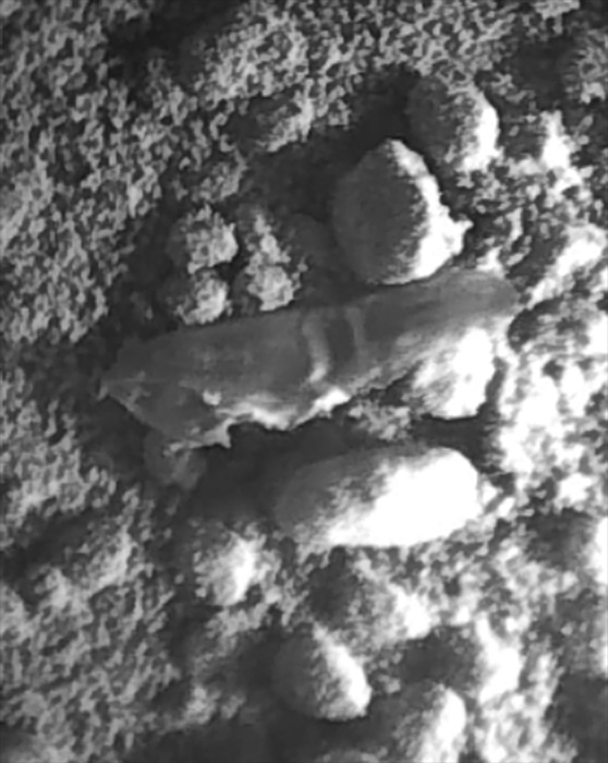 Увеличенные фото странного марсианского объекта