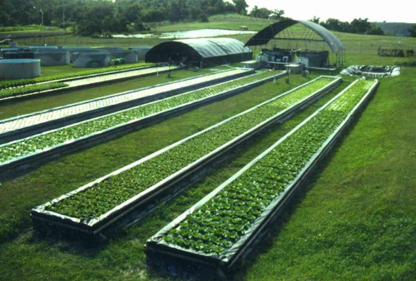 Аквапоника сделает ведение сельского хозяйства более экологичным и инновационным процессом