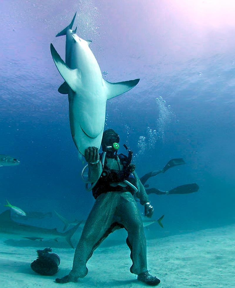Дайверы любят акул, несмотря на опасность которую они представляют