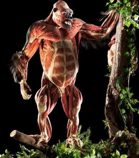 Национальный Лондонский Музей Истории представил животных без кожи