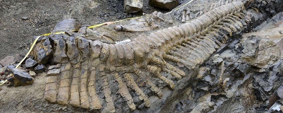 В Мексике найден огромный хвост динозавра