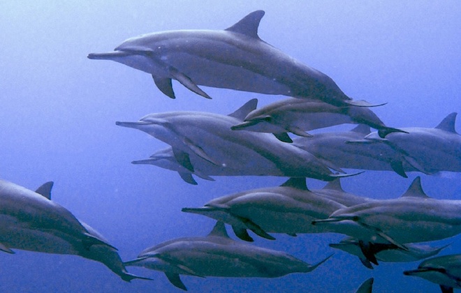 Дельфины могут называть друг друга по имени