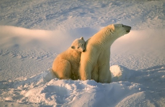 США добивается запрета на убийство полярных медведей.