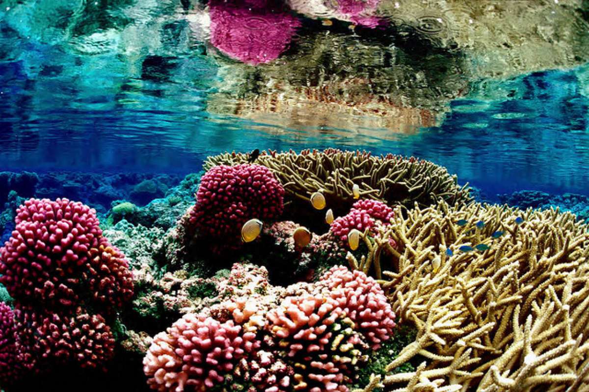 Наноразмерные синтетические кораллы способны очистить океаны