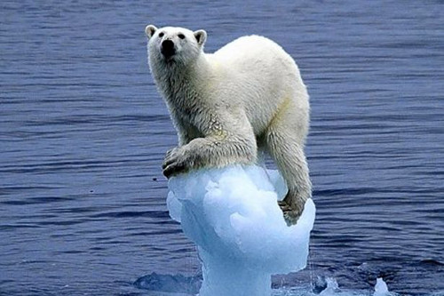 Популяции белых медведей угрожает изменение климата