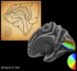 Учёные создали универсальную карту зрения в мозге человека