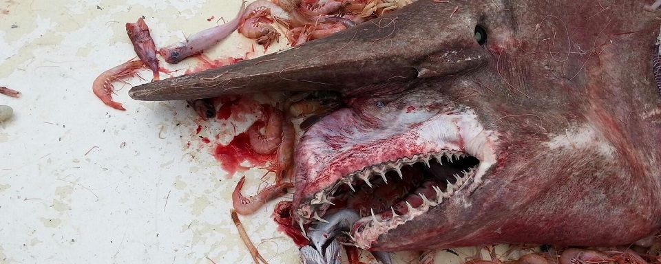 Во Флориде обнаружили редкую акулу-домового