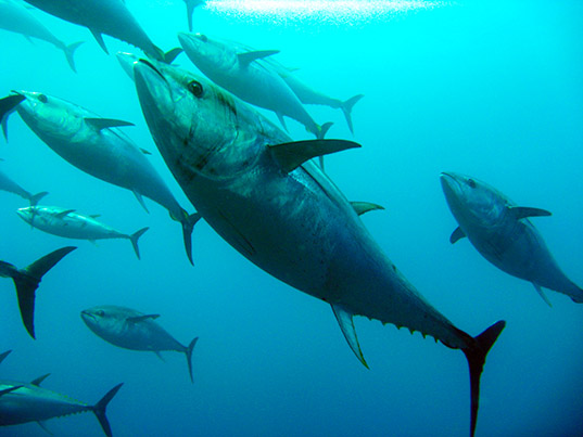 Радиоактивный тунец в суши