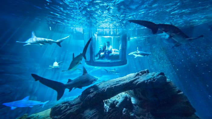 Компания Airbnb дарит ночь с акулами