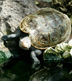 Черепахи захватили взлетную полосу в Нью-Йорке