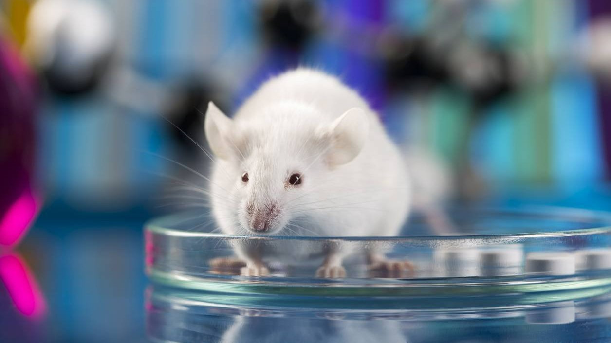 Экспериментальная терапия обращает вспять повреждение печени у мышей, вызванное ожирением