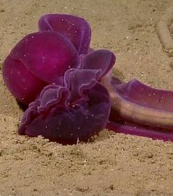 В Атлантическом океане найден новый вид червей