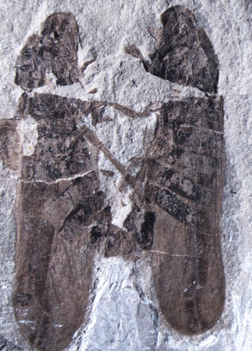Обнаружены спаривающиеся насекомые, запечатленные в камне 165 миллионов лет назад